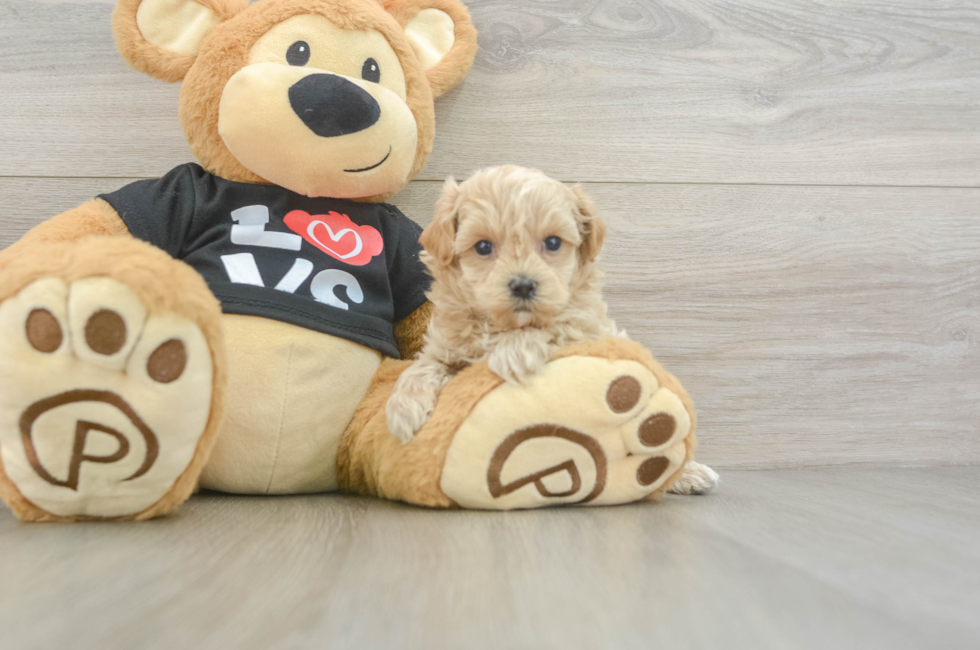 5 week old Maltipoo Puppy For Sale - Premier Pups