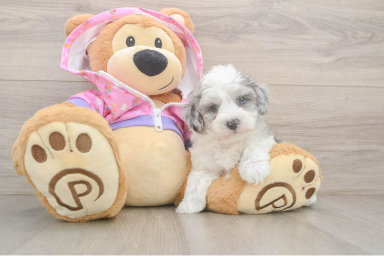 Best Maltipoo Baby