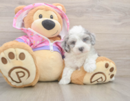 7 week old Maltipoo Puppy For Sale - Premier Pups
