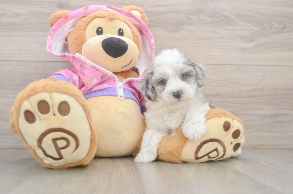 6 week old Maltipoo Puppy For Sale - Premier Pups