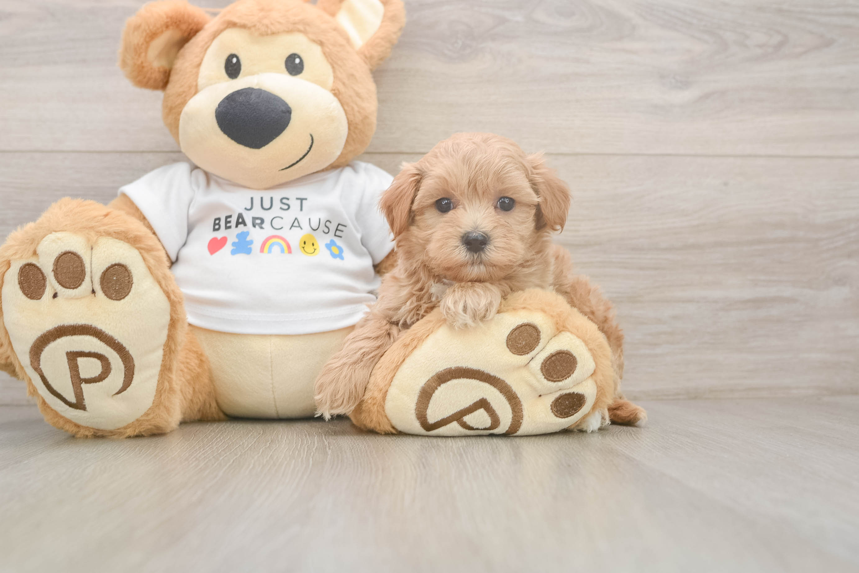 Small Maltipoo Baby