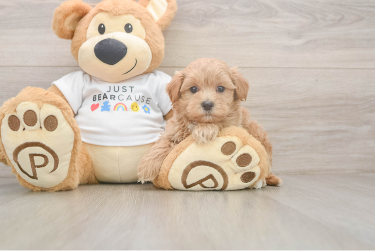 Meet Cinnamon Tracy - our Maltipoo Puppy Photo  1/3 - Premier Pups Small Maltipoo Baby