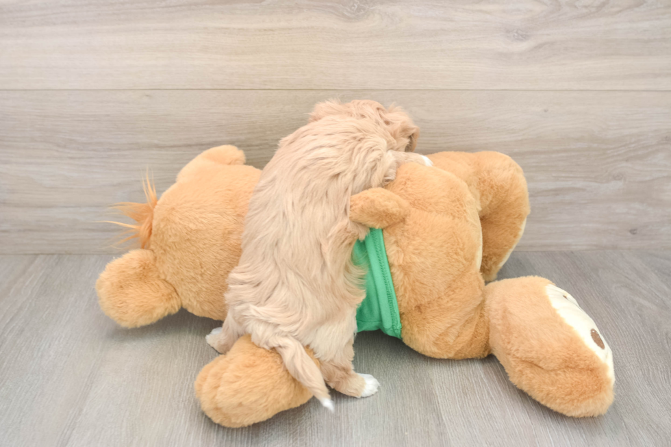 Maltipoo Pup Being Cute