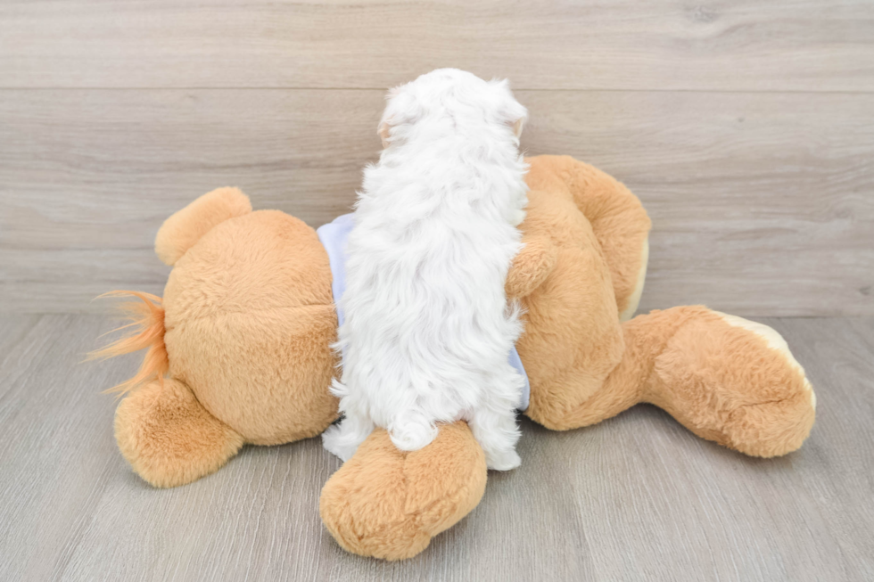 Fluffy Maltipoo Poodle Mix Pup