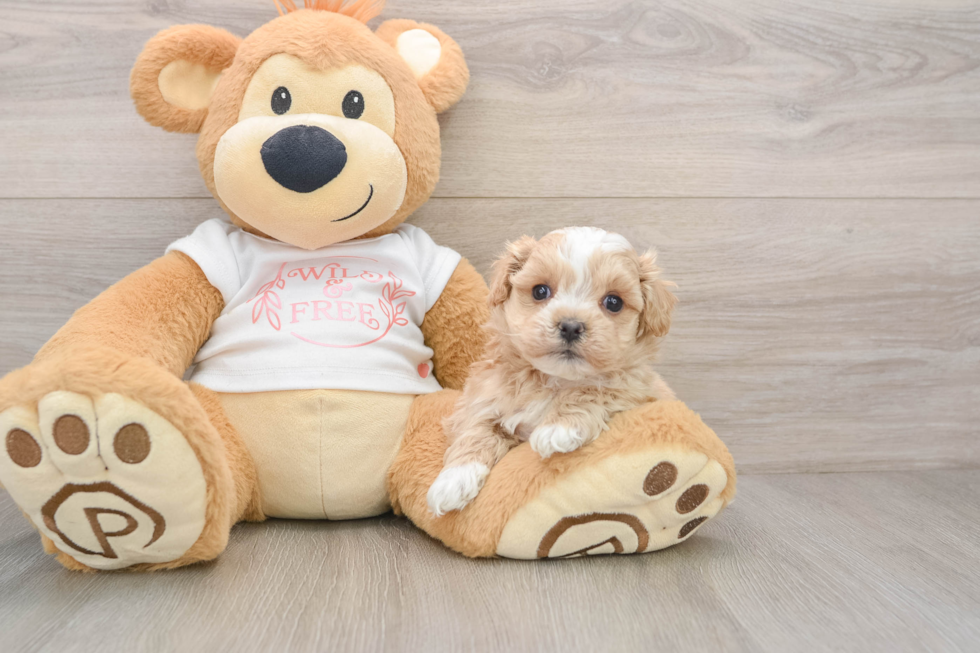 Maltipoo Pup Being Cute