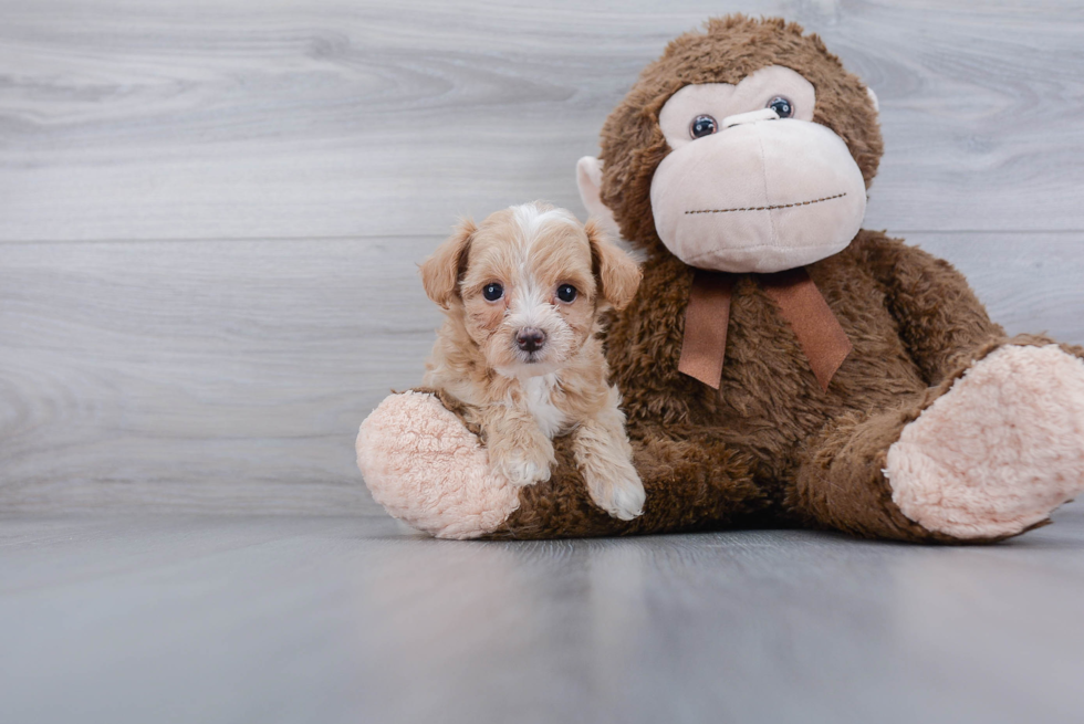 Adorable Maltepoo Poodle Mix Puppy