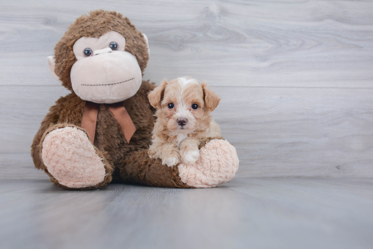 Playful Maltepoo Poodle Mix Puppy