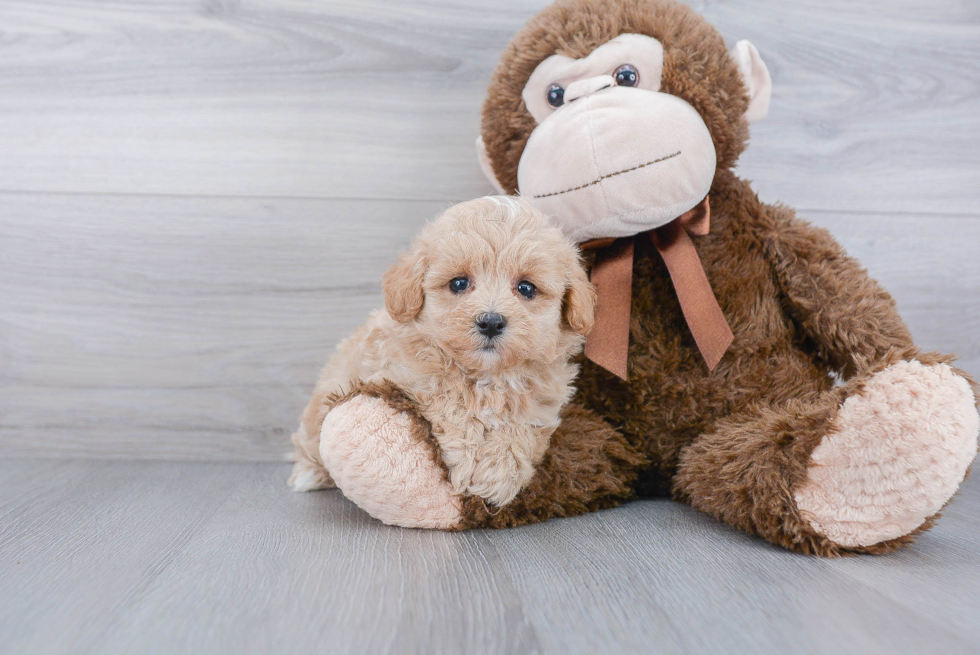 Maltipoo Puppy for Adoption