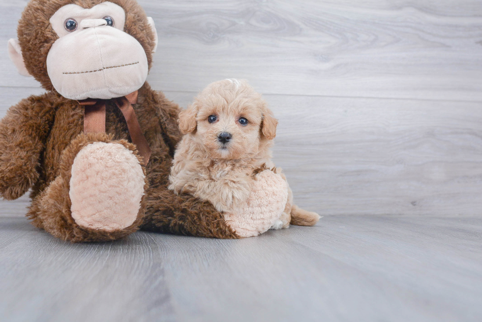 Maltipoo Pup Being Cute