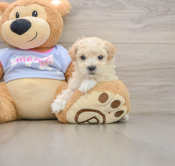 5 week old Maltipoo Puppy For Sale - Premier Pups