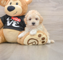 8 week old Maltipoo Puppy For Sale - Premier Pups