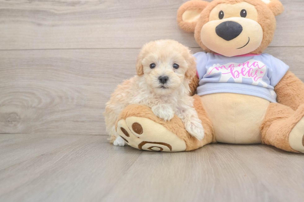 Hypoallergenic Maltidoodle Poodle Mix Puppy