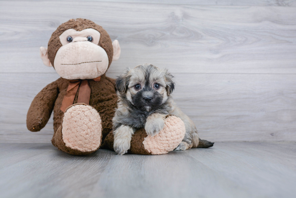 Maltipoo Pup Being Cute