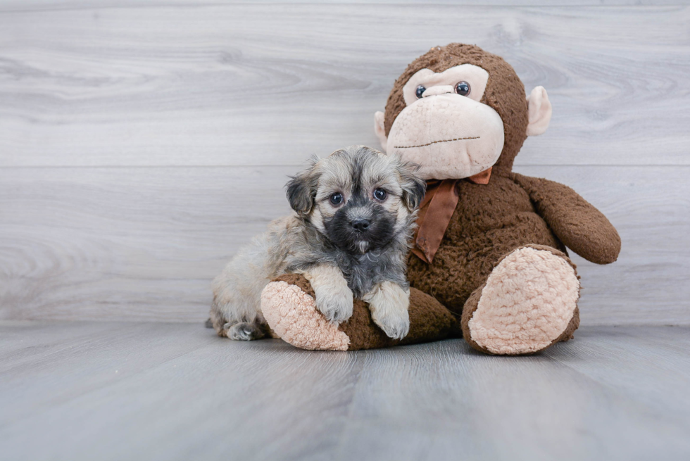 Sweet Maltipoo Baby