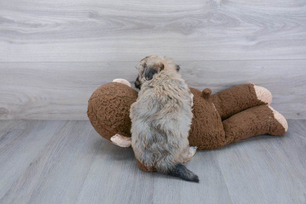 Petite Maltipoo Poodle Mix Pup