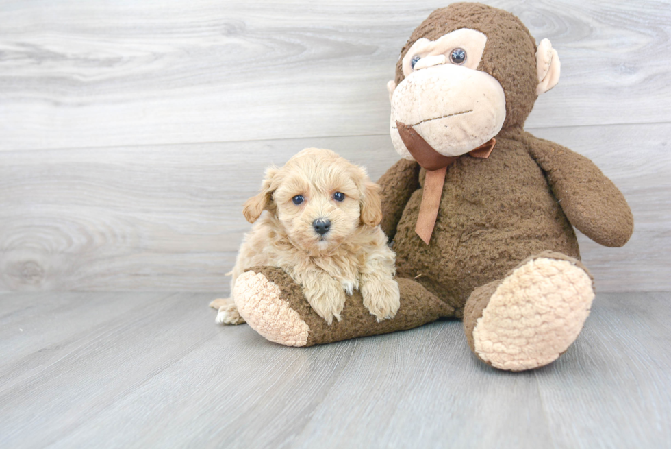 Maltipoo Puppy for Adoption