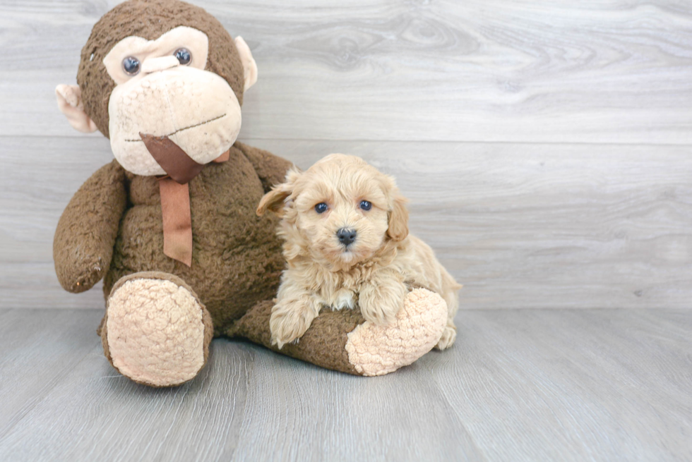 Best Maltipoo Baby