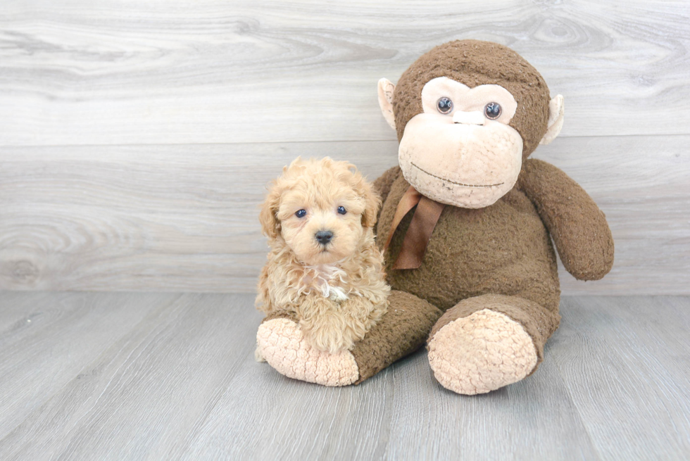 Fluffy Maltipoo Poodle Mix Pup