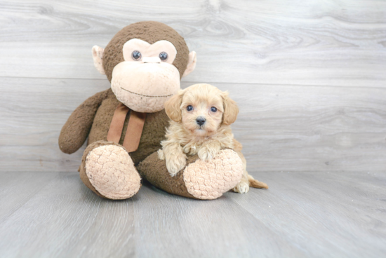 Maltipoo Pup Being Cute