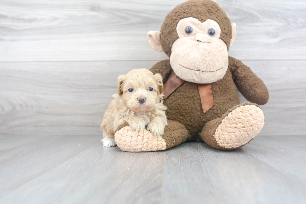 Popular Maltipoo Poodle Mix Pup