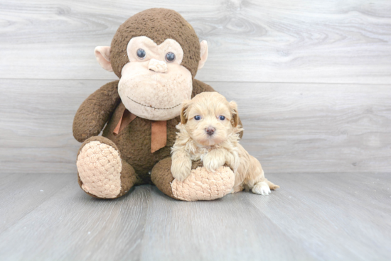 Maltipoo Pup Being Cute