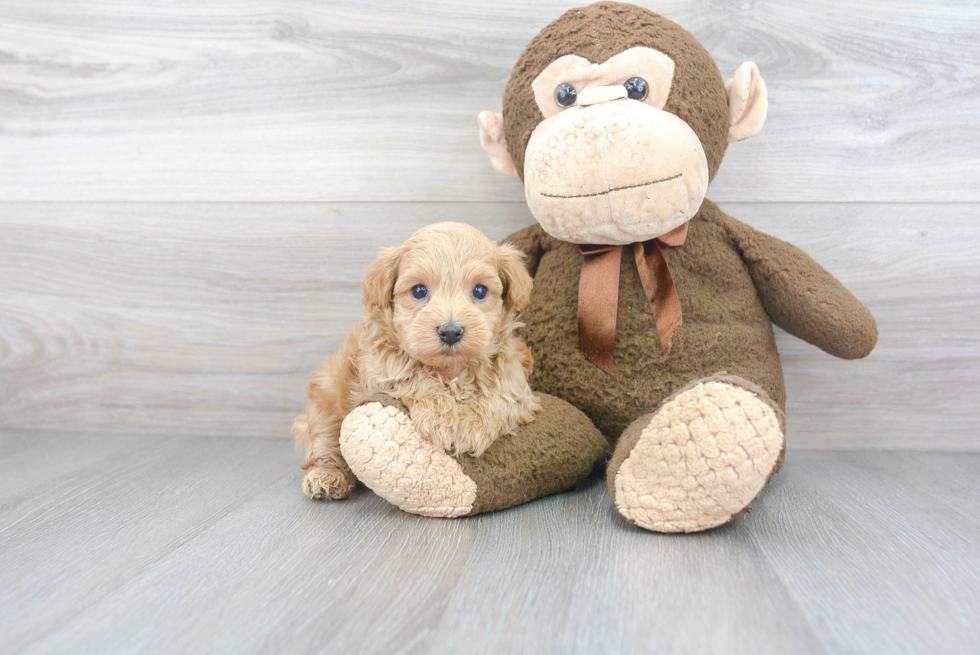 Hypoallergenic Maltese Poodle Poodle Mix Puppy