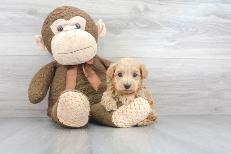 Maltipoo Pup Being Cute