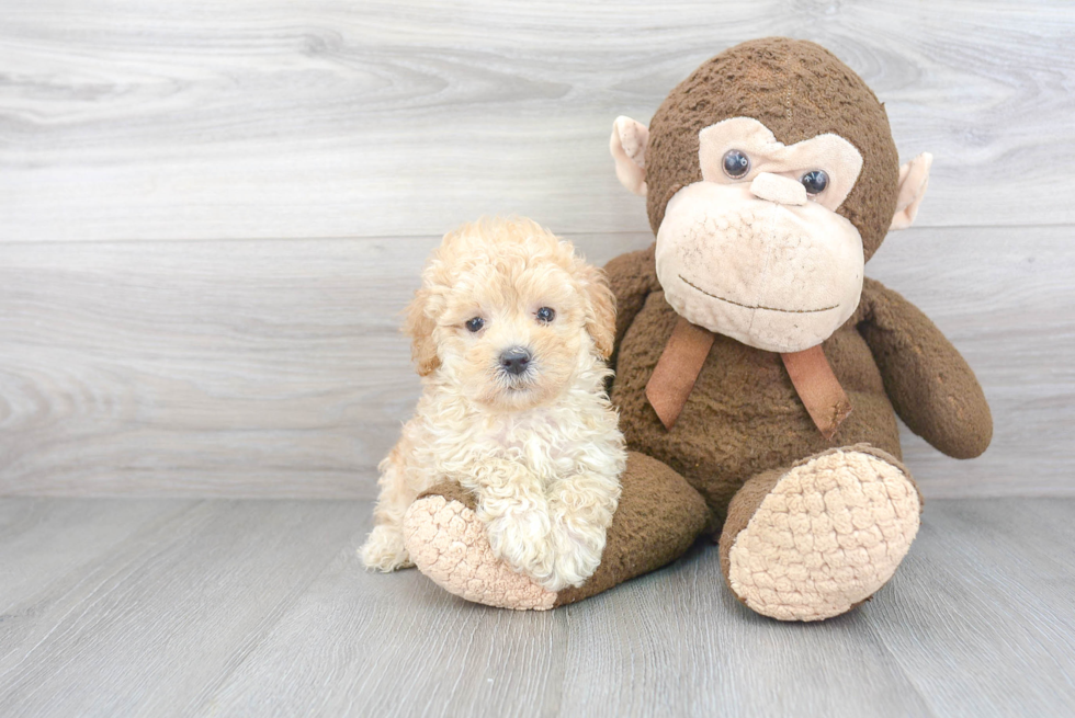 Petite Maltipoo Poodle Mix Pup