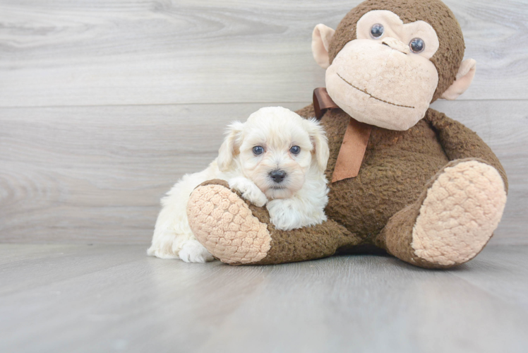 Maltipoo Puppy for Adoption