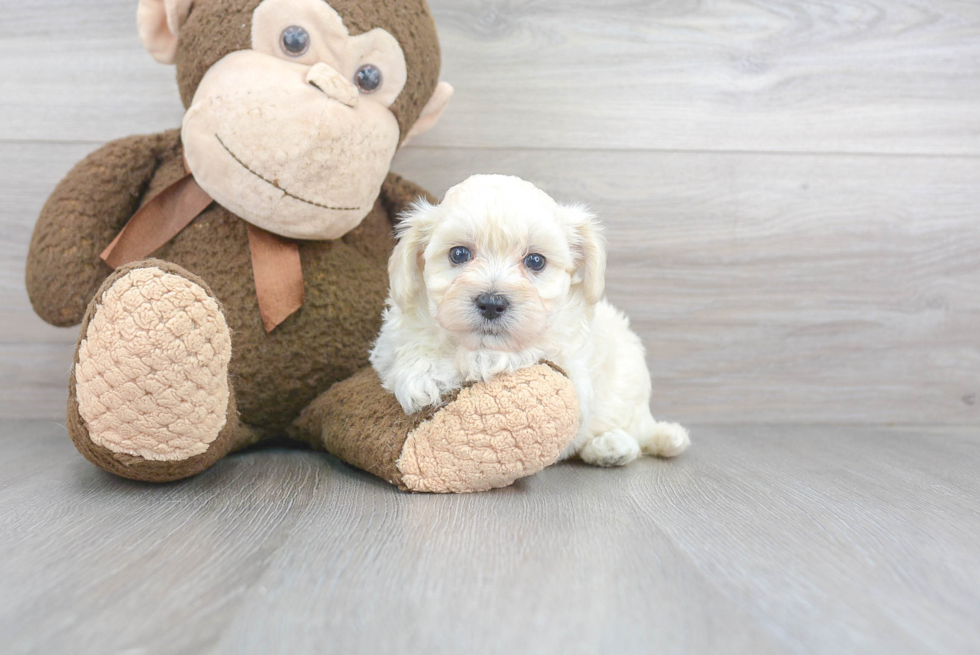 Maltipoo Puppy for Adoption
