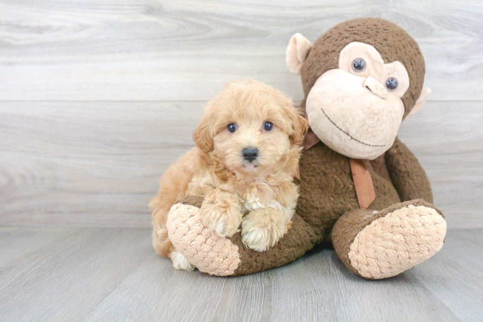 Small Maltipoo Baby