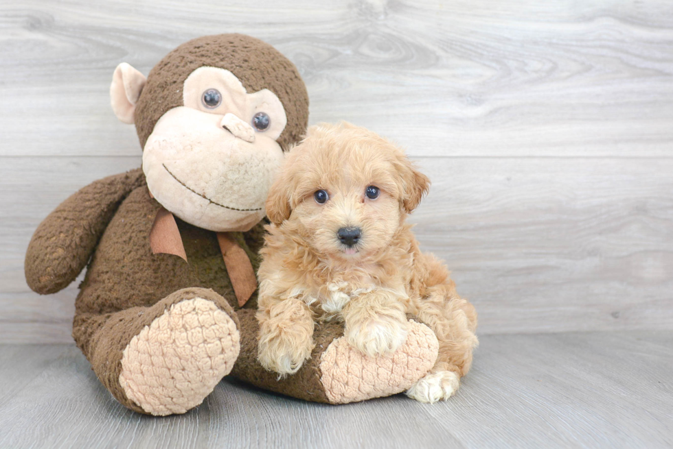 Maltipoo Pup Being Cute