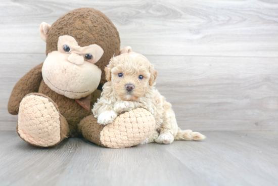 Maltipoo Pup Being Cute