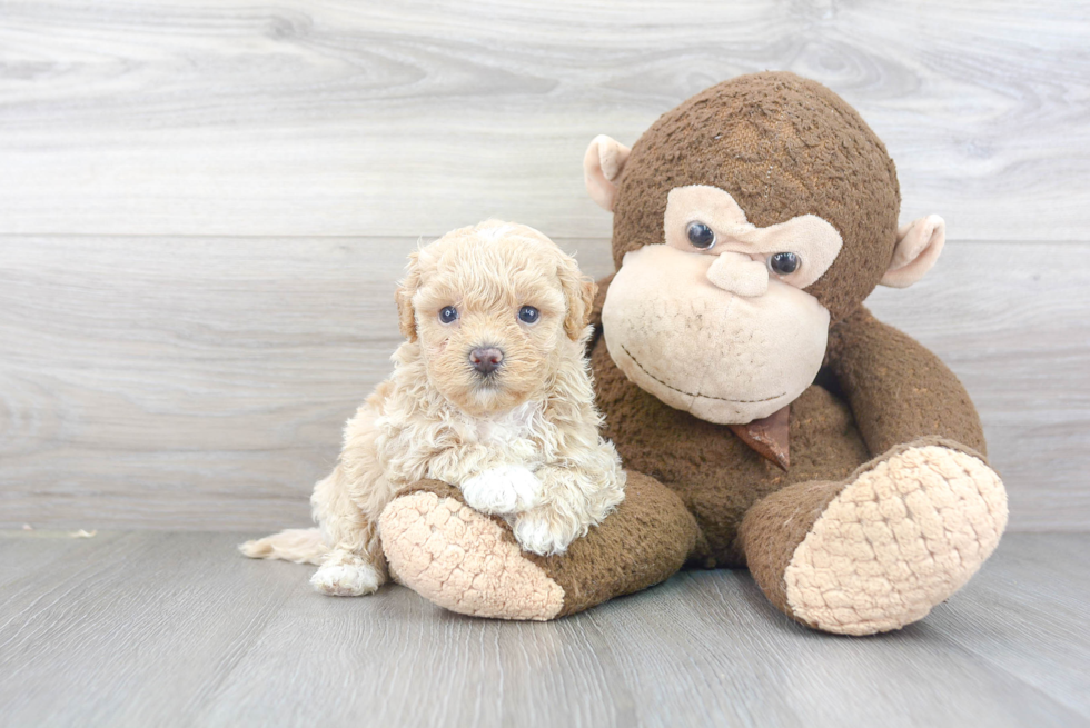 Sweet Maltipoo Baby