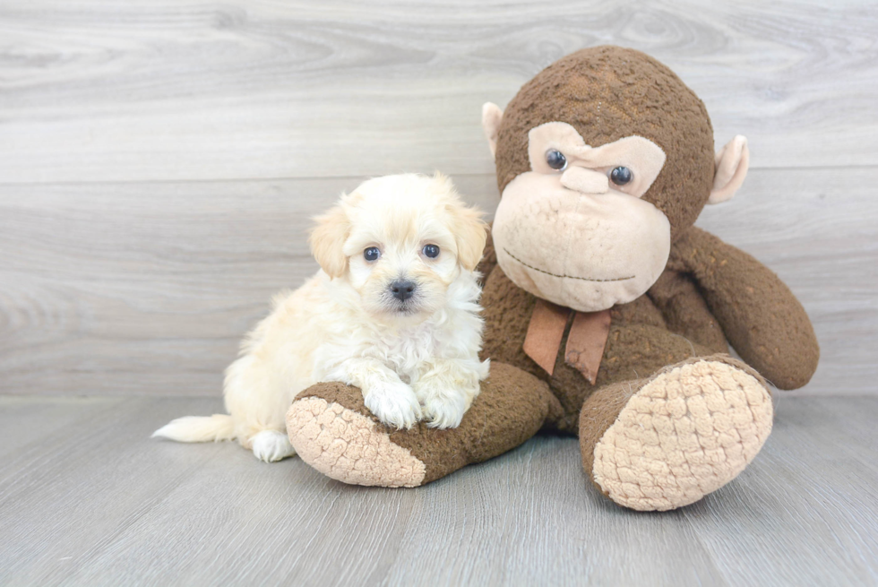 Friendly Maltipoo Baby