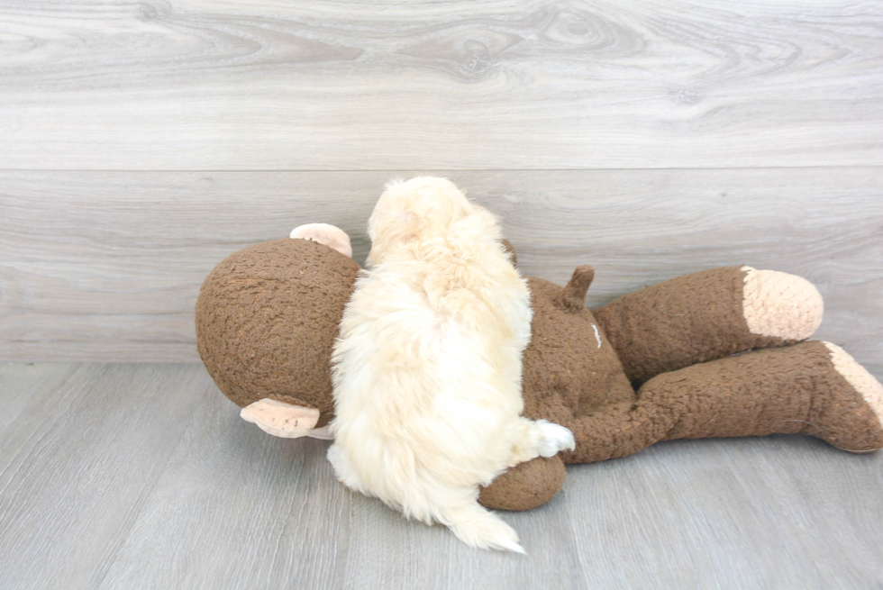 Popular Maltipoo Poodle Mix Pup