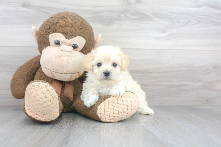 Best Maltipoo Baby