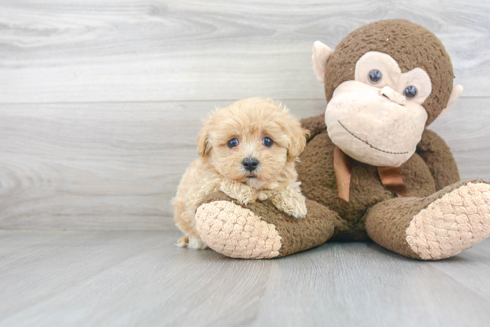 Best Maltipoo Baby