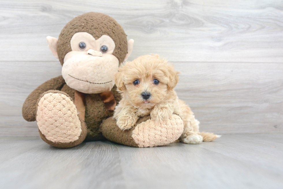 Energetic Maltese Poodle Poodle Mix Puppy