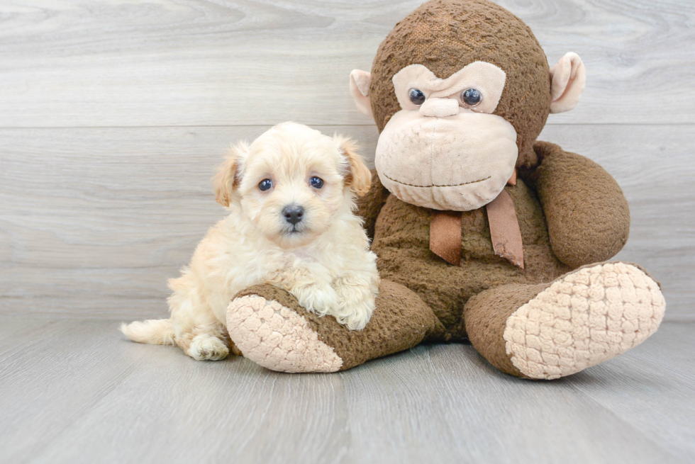 Maltipoo Pup Being Cute