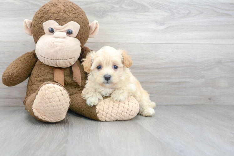 Friendly Maltipoo Baby