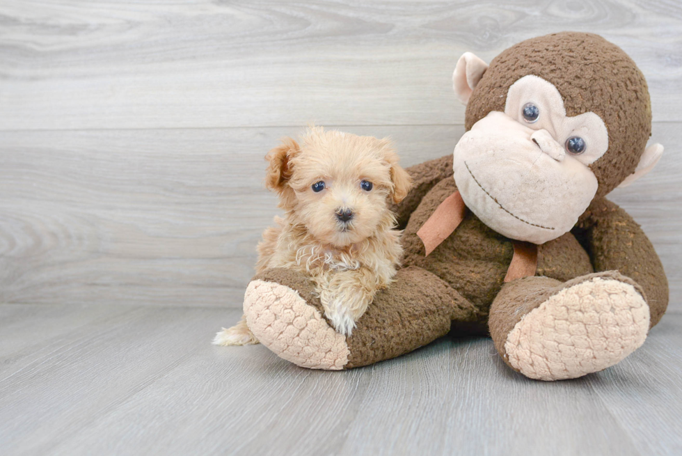 Maltipoo Pup Being Cute