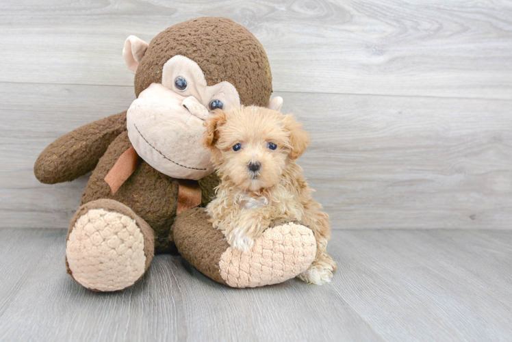 Best Maltipoo Baby