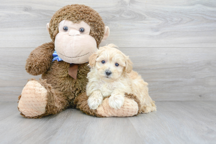 Popular Maltipoo Poodle Mix Pup