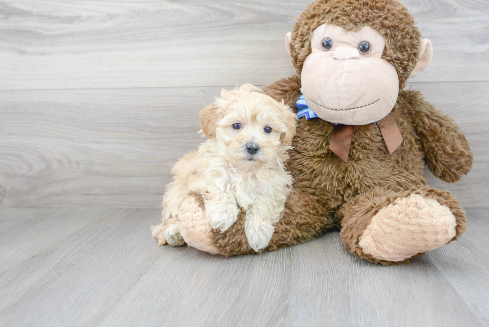 Maltipoo Pup Being Cute