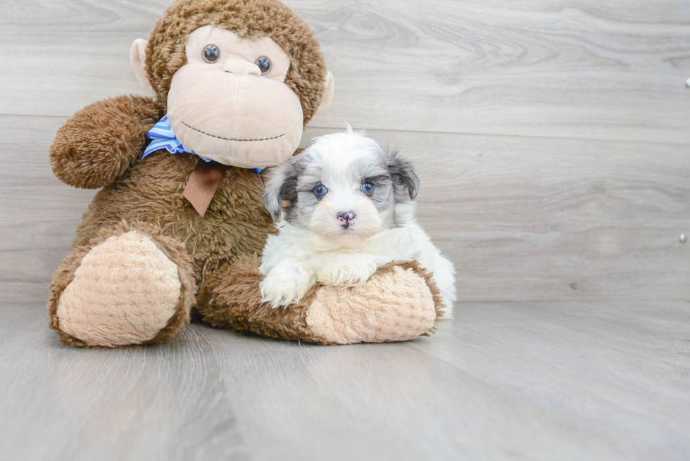 Energetic Maltepoo Poodle Mix Puppy