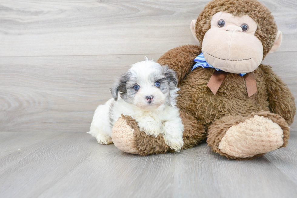 Best Maltipoo Baby