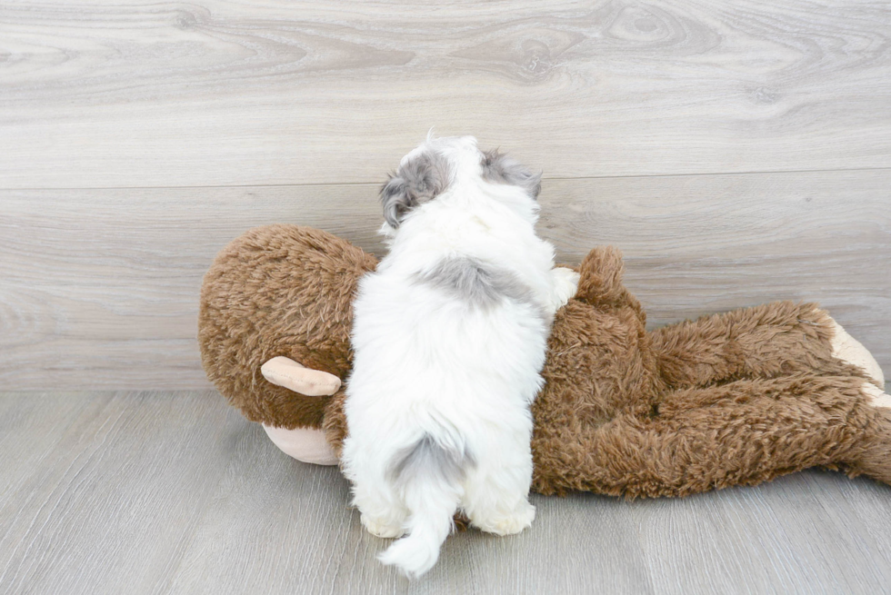 Friendly Maltipoo Baby