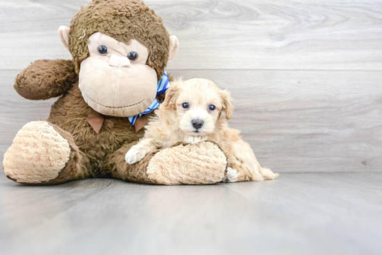 Maltipoo Puppy for Adoption