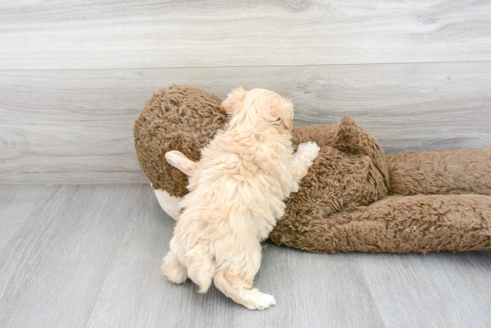 Maltipoo Pup Being Cute